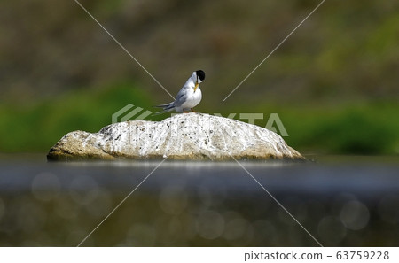 Black-crowned Gull, bird. animal Black-crowned Gull, bird. animal 63759228