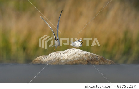 Black-crowned Gull, bird. animal 63759237