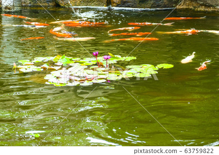 Scenery of carp and lotus living in the pond at the entrance to Chungryulsa Temple 63759822