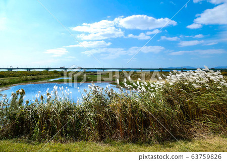 Nakdong Riverside Samrak Ecological Park Silver Silver Grass and Ponds 63759826