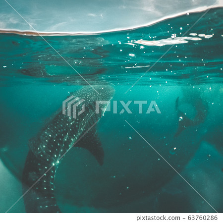 Whale shark watching off the scenic coast of Oslob, Cebu, Philippines 63760286