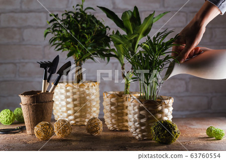 Concept of home garden. Girl puts on the table wicker peas with a houseplant. Concept of home garden. Girl puts on the table wicker peas with a houseplant. 63760554