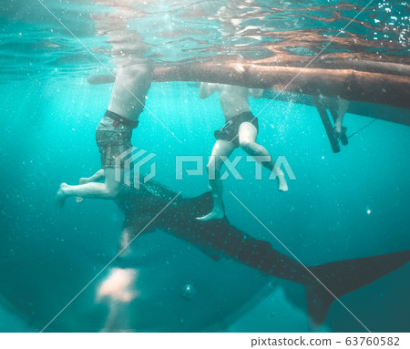 Whale shark watching off the scenic coast of Oslob, Cebu, Philippines 63760582