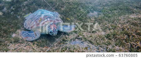 Martinique beach and turtle snorkeling in the caribbean islands Martinique beach and turtle snorkeling in the caribbean islands 63760805