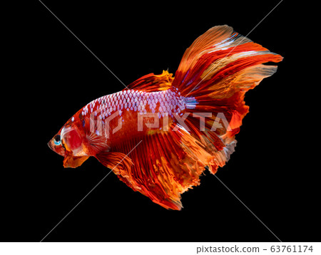 Beautiful betta splendens half moon siamese betta Beautiful betta splendens half moon siamese betta 63761174