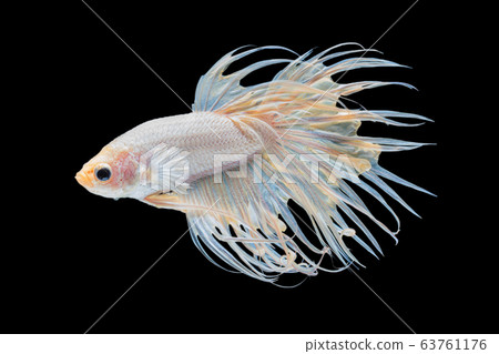 Beautiful white crowntail betta fish siamese Beautiful white crowntail betta fish siamese 63761176
