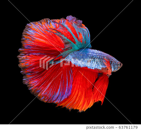 Beautiful betta splendens half moon siamese betta 63761179