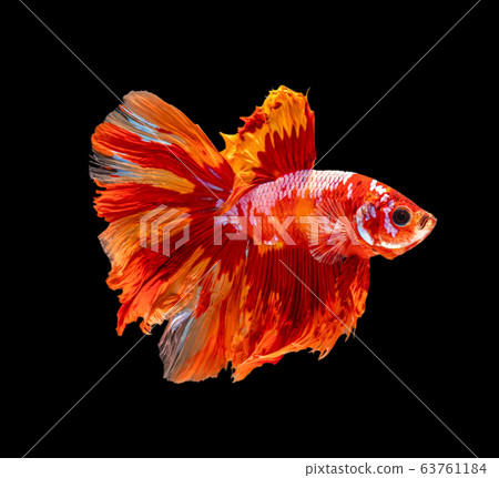 Beautiful betta splendens half moon siamese betta Beautiful betta splendens half moon siamese betta 63761184
