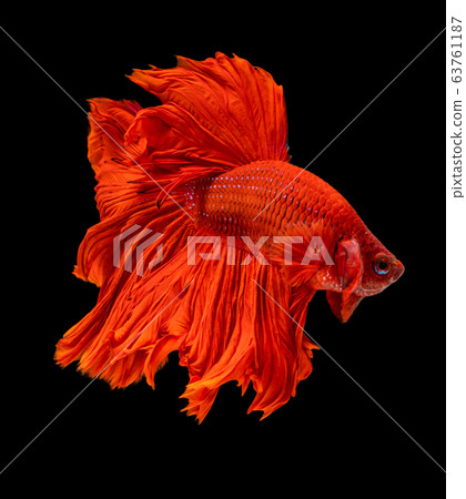 Beautiful betta splendens half moon siamese betta Beautiful betta splendens half moon siamese betta 63761187