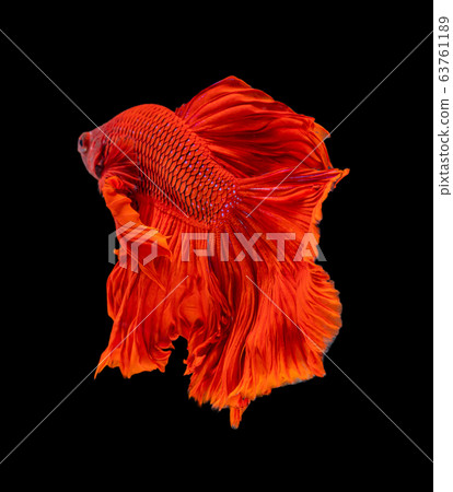 Beautiful betta splendens half moon siamese betta 63761189
