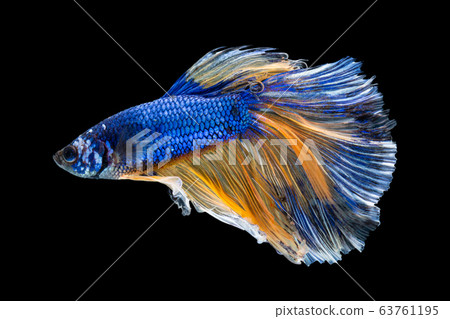 Beautiful betta splendens half moon siamese betta 63761195