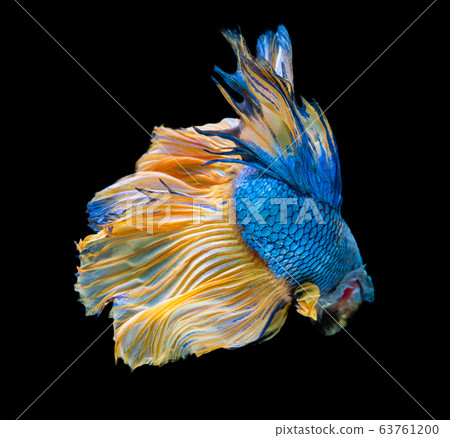 Beautiful betta splendens half moon siamese betta Beautiful betta splendens half moon siamese betta 63761200