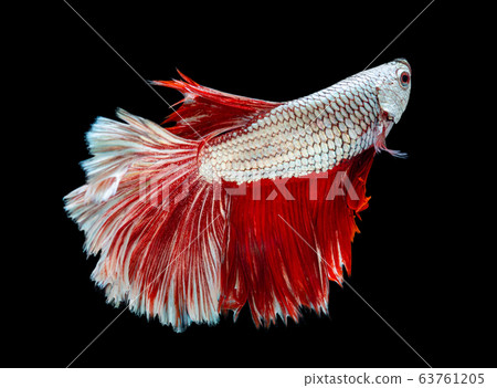 Beautiful betta splendens half moon siamese betta 63761205