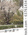 Cherry blossoms and snow 63761434