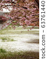 Cherry blossoms and snow 63761440