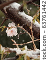 Cherry blossoms and snow 63761442