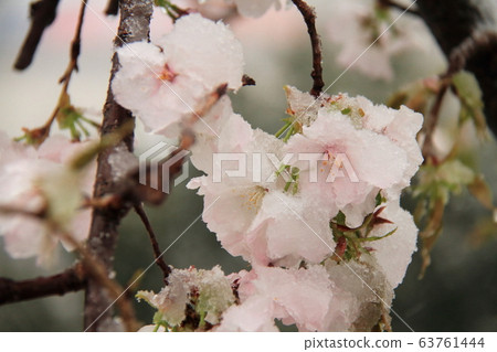 Cherry blossoms and snow Cherry blossoms and snow 63761444