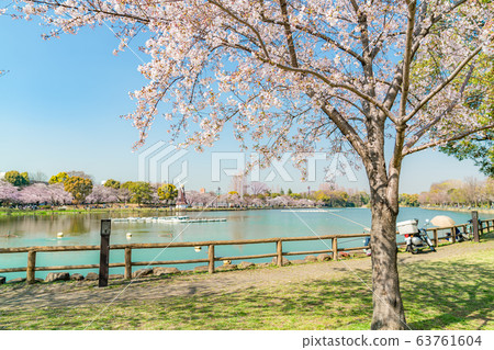 Spring in Japan Spring in Ukima Park in Kita-ku, Tokyo Spring in Japan Spring in Ukima Park in Kita-ku, Tokyo 63761604