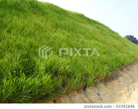 The grass is planted to prevent erosion of the soil slope. It is grown using a method of spraying grass seed onto a layer of moist geotextile material that has been pre-installed in the slope. 63761646