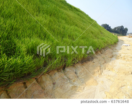 The grass is planted to prevent erosion of the soil slope. It is grown using a method of spraying grass seed onto a layer of moist geotextile material that has been pre-installed in the slope. 63761648