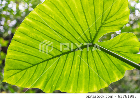 Amami Oshima 63761985