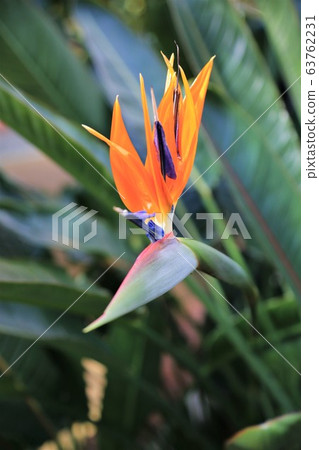 Bird of Paradise Bird of Paradise 63762231