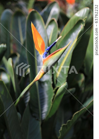 Bird of Paradise Bird of Paradise 63762232