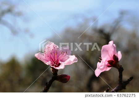 春天盛開的桃花 63762275