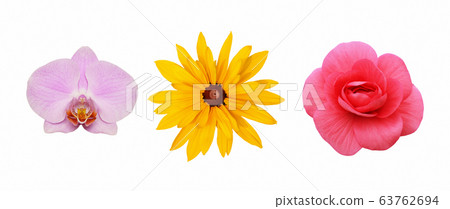 Set of rudbeckia, orchid and begonia flowers 63762694