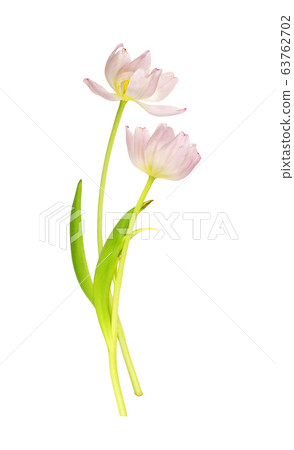 Two wilted pink tulip flowers 63762702
