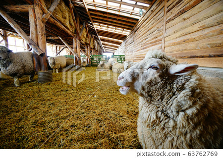 江原道平昌郡大關嶺阿爾卑斯綿羊牧場 江原道平昌郡大關嶺阿爾卑斯綿羊牧場 63762769
