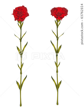 Carnation Carnation 63762814