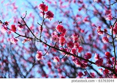 梅花 梅花 63763044