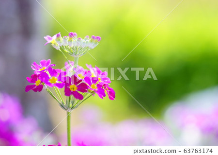 Primrose 13 63763174