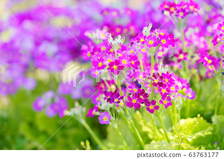 Primrose 26 63763177