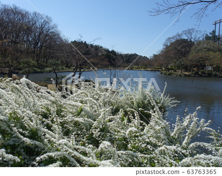 Snow Yanagi Snow Yanagi 63763365