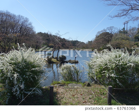 Snow Yanagi Snow Yanagi 63763366