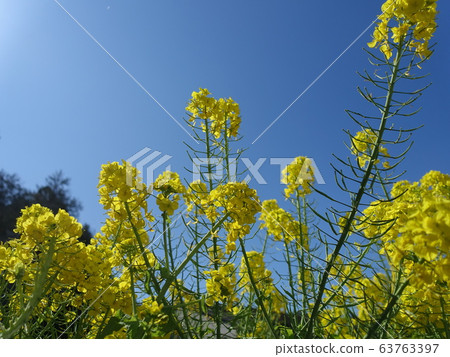 強姦開花 強姦開花 63763397