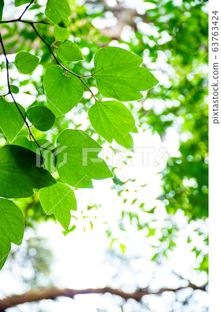Sunlight and green leaves seen in lush forest Sunlight and green leaves seen in lush forest 63763424