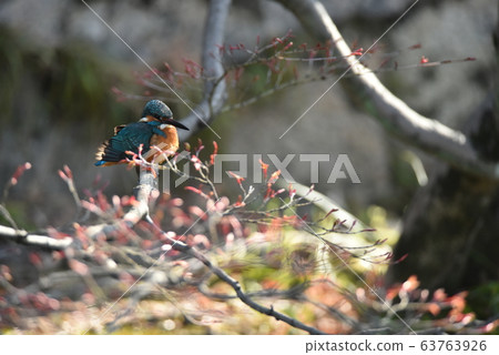 Kingfisher 710 63763926