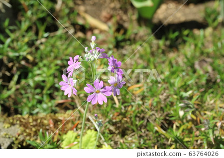Western primrose (Primula malakoides) Western primrose (Primula malakoides) 63764026