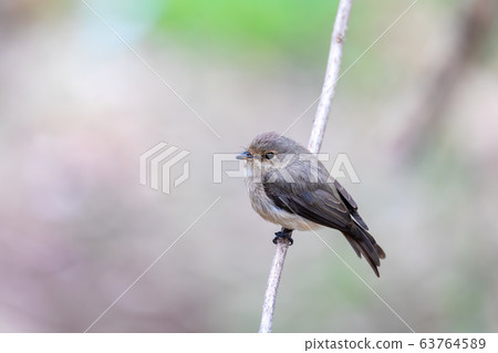 African dusky flycatcher, Ethiopia Africa wildlife 63764589