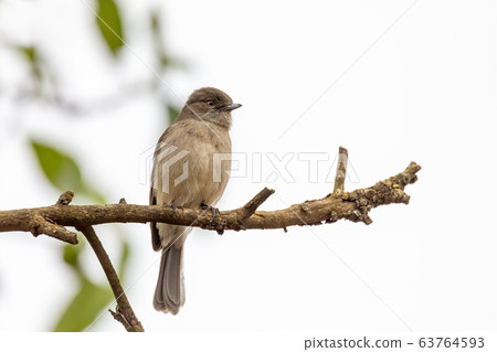 bird Abyssinian slaty flycatcher, Ethiopia, bird Abyssinian slaty flycatcher, Ethiopia, 63764593