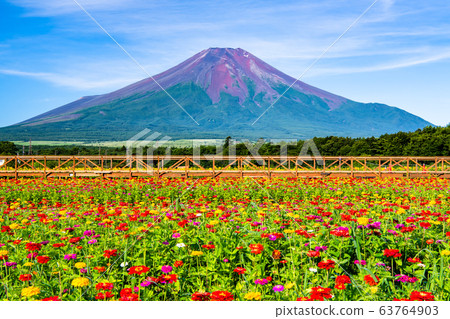 從山梨縣的花之宮公園觀看富士山和百日草 63764903