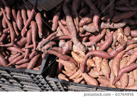 Sweet potatoes piled for sale. Also known as Ipomoea batatas as its scientific name. Always used by Asian people as an ingredient in their cook and traditional cakes. 63764956