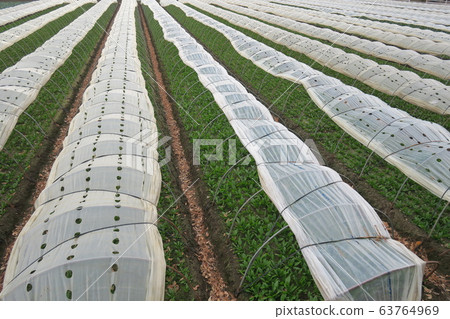 冬季溫室栽培菠菜場景觀 冬季溫室栽培菠菜場景觀 63764969