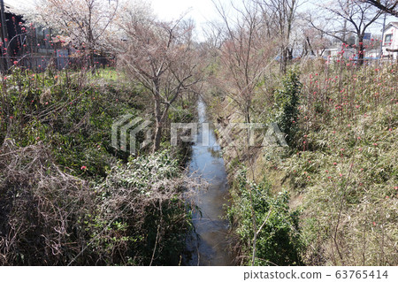 Tamagawa Josui Cherry Blossom (Shin Koganei Bridge → Jinyabashi before preservation and restoration of scenic rows of Koganei trees) Tamagawa Josui Cherry Blossom (Shin Koganei Bridge → Jinyabashi before preservation and restoration of scenic rows of Koganei trees) 63765414