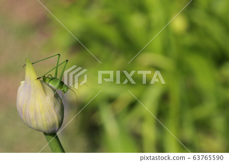 Grasshopper and Agapanthus flower bud 63765590
