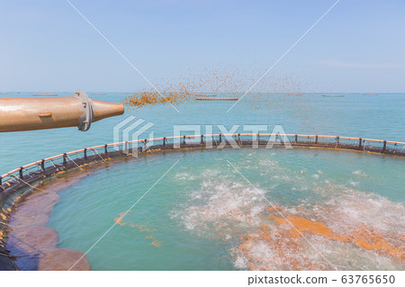 Feeding farmed fish 63765650