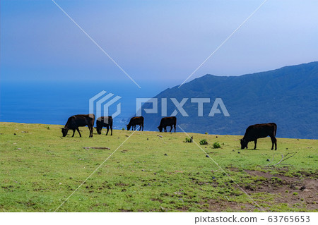 東京八丈島的接觸式牧場的風景 東京八丈島的接觸式牧場的風景 63765653